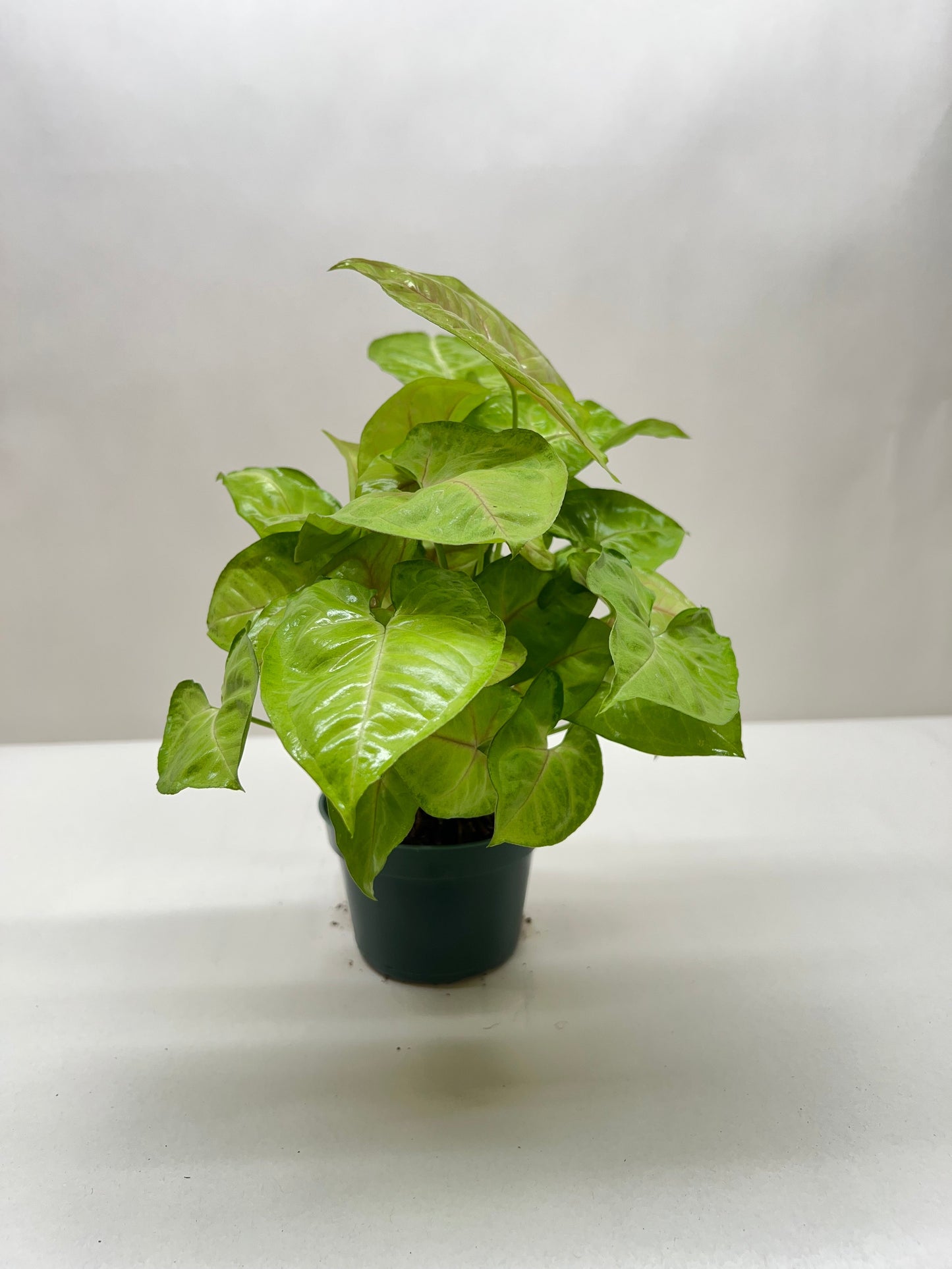 Syngonium Cream Allusion Arrowhead Plant 4" Pot Live Plant