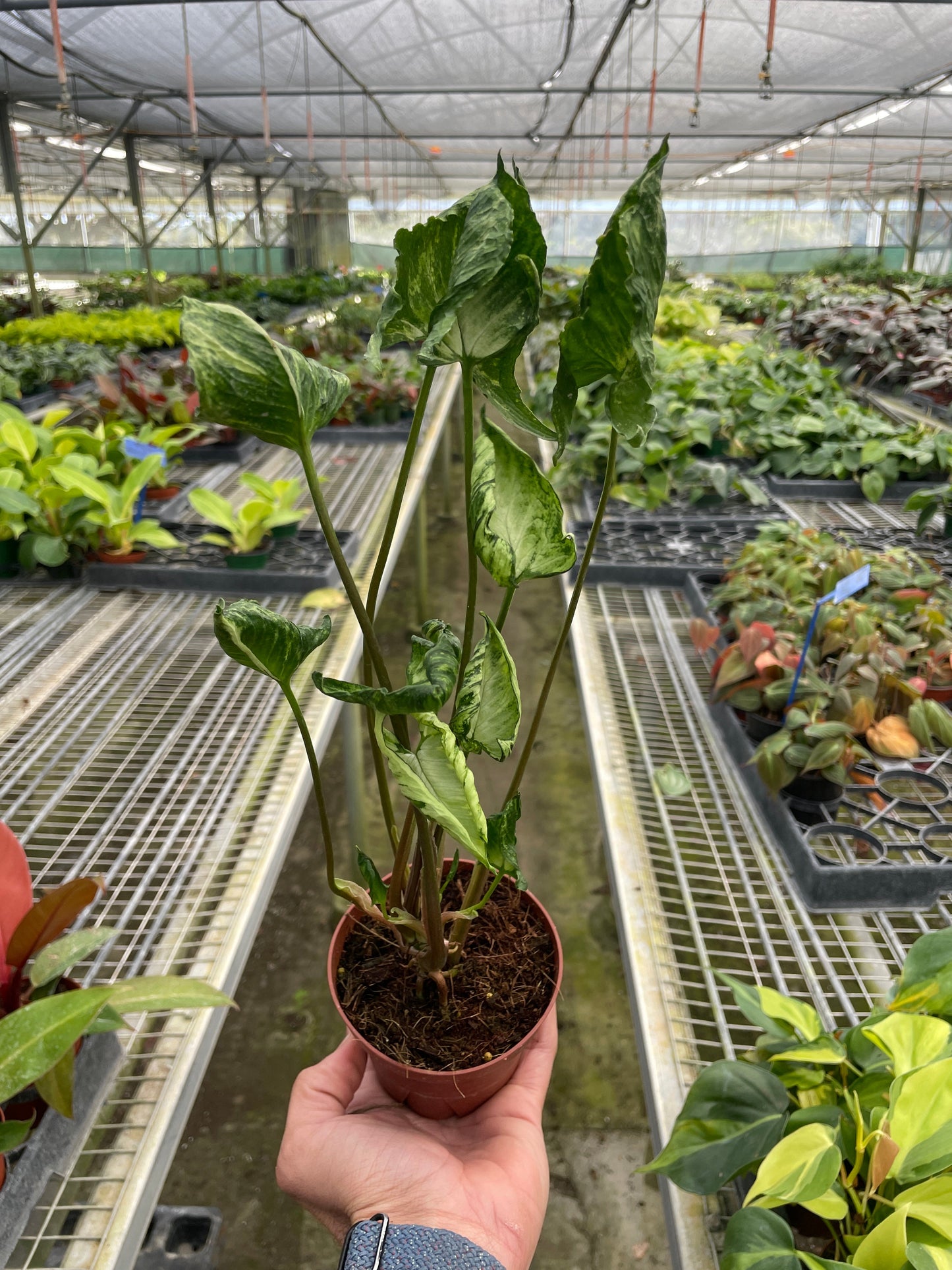 Syngonium 'Godzilla' 4" Live Plant