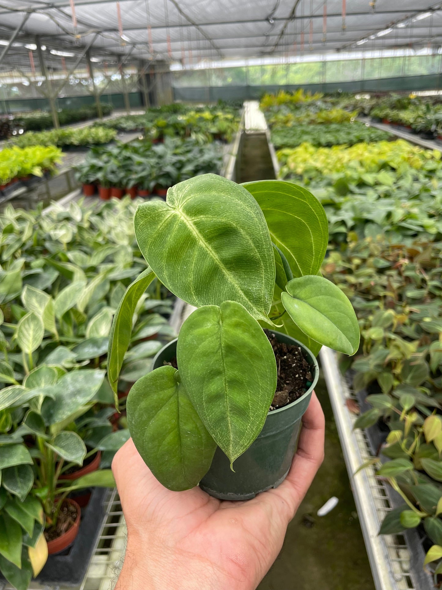 Syngonium 'Ice Frost' Live Plant