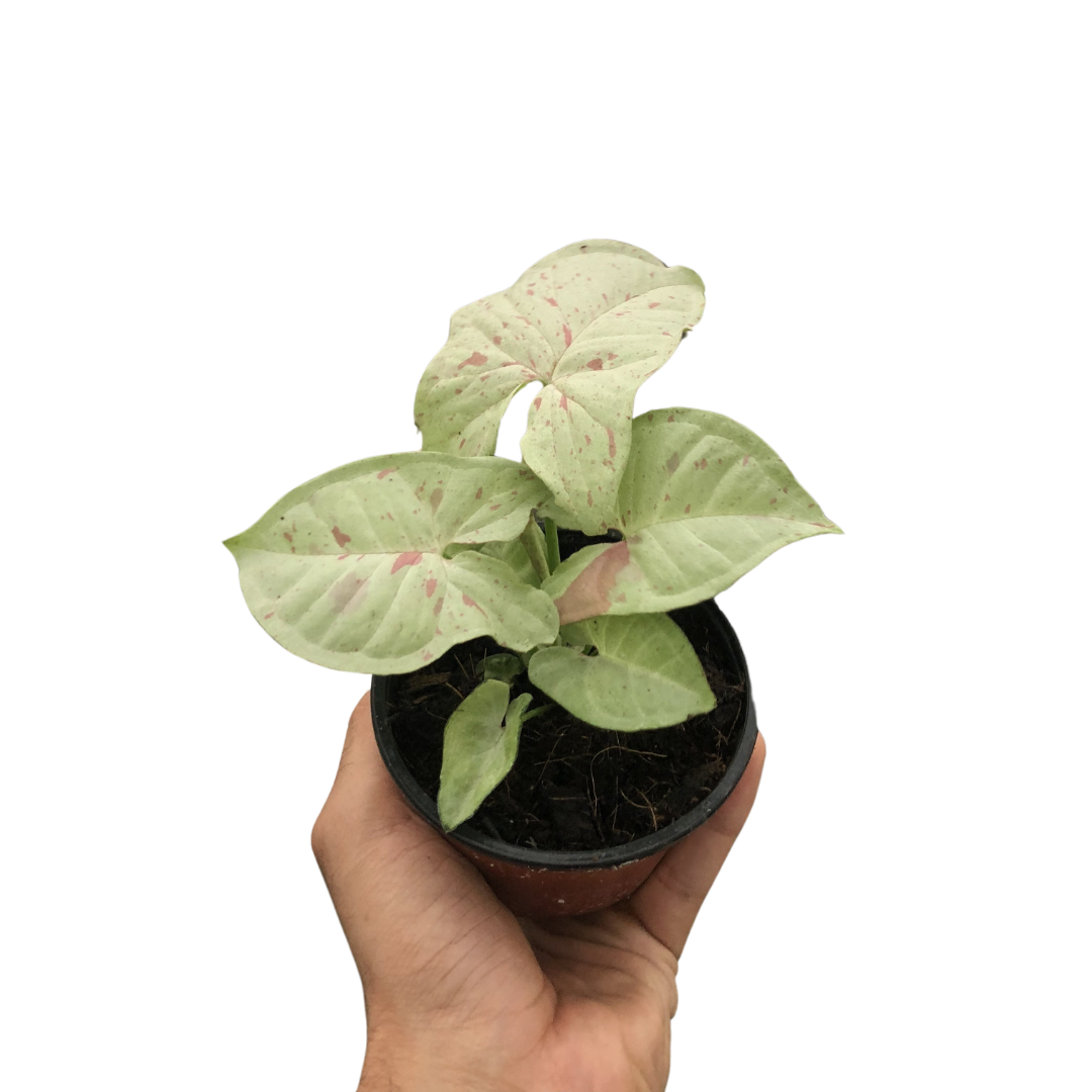 Syngonium Milk Confetti Arrowhead Plant Live Plant Multiple Sizes Available