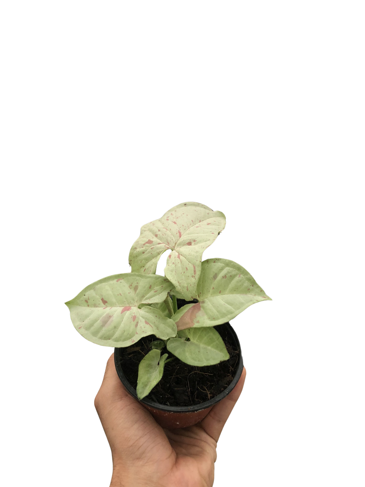 Syngonium Milk Confetti Arrowhead Plant Live Plant Multiple Sizes Available