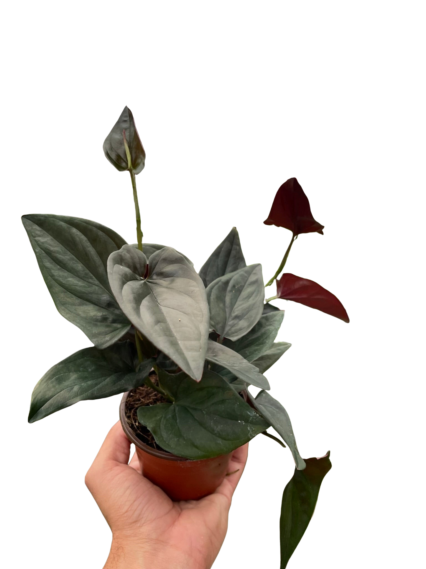 Syngonium 'Red Arrow'