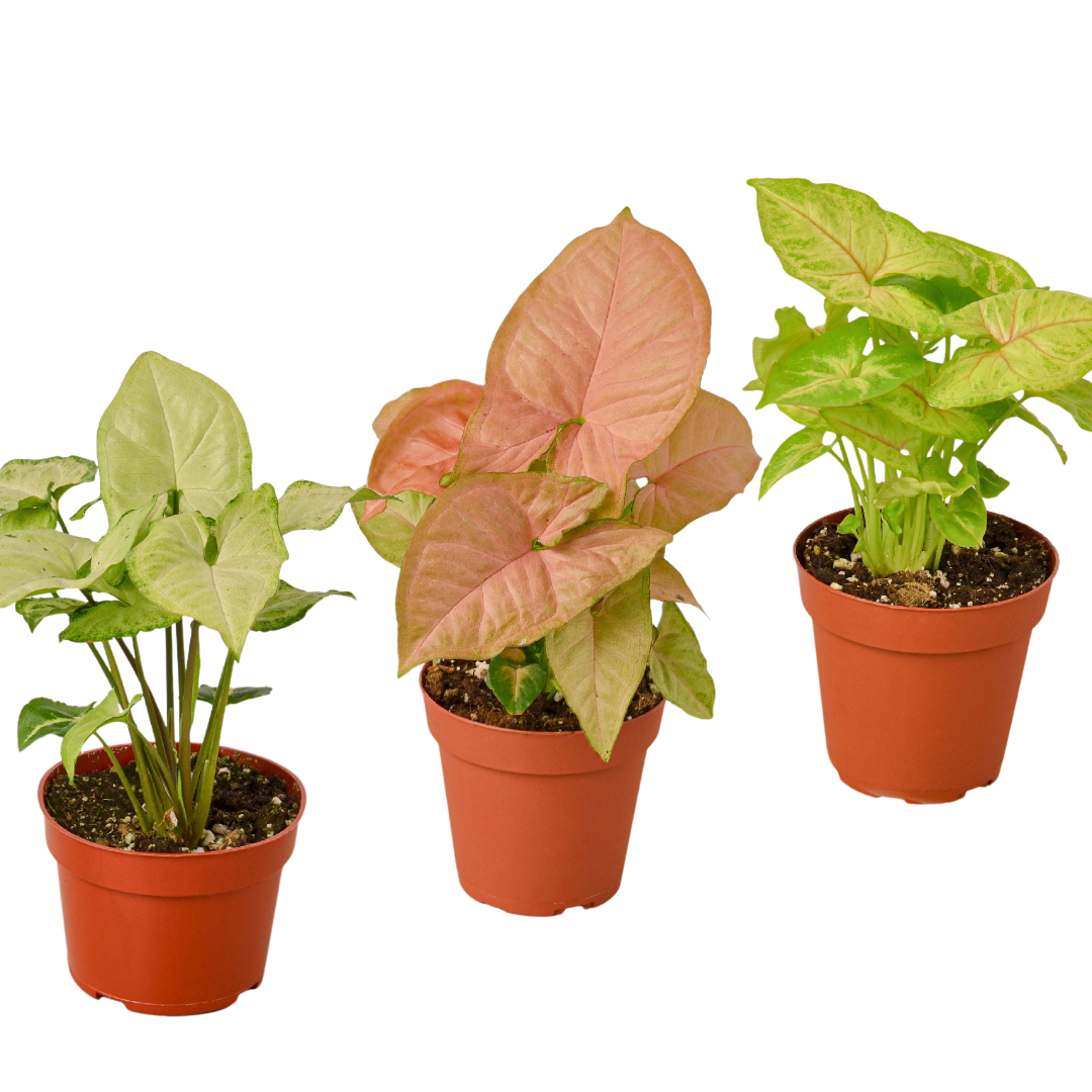 Syngonium Three Different  Arrowhead Plants  Varieties 4" Pot Live Plants