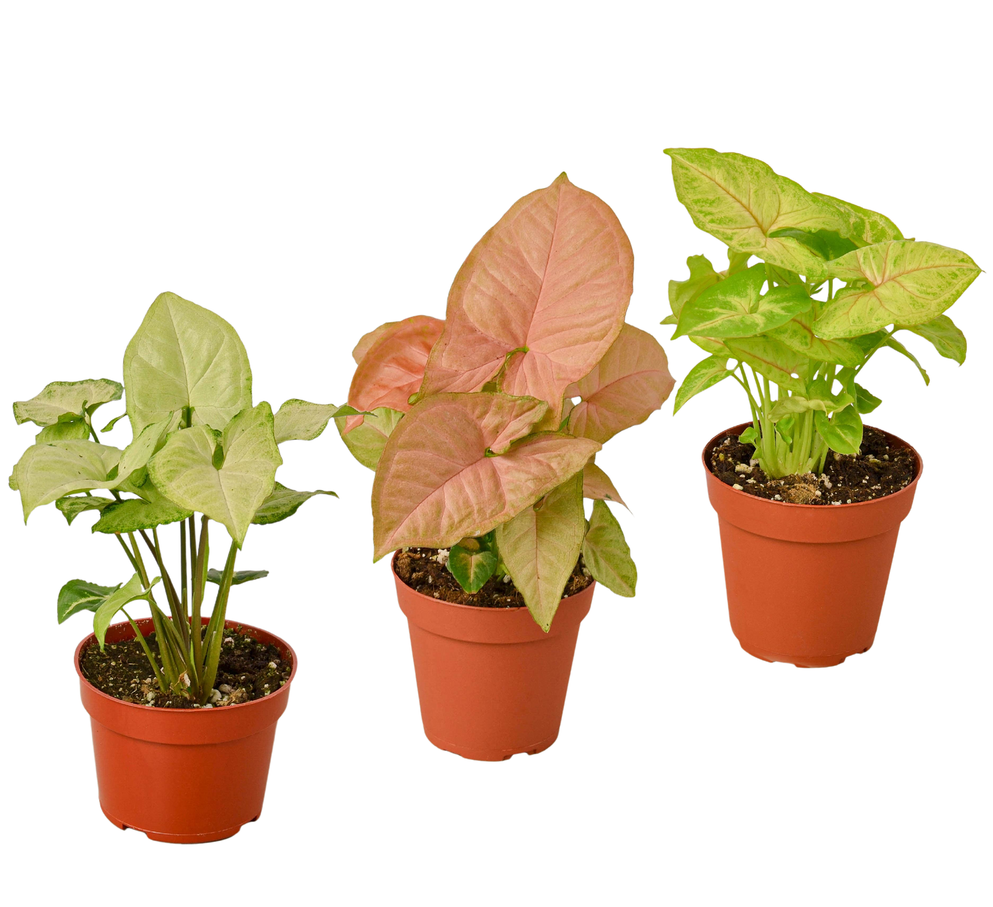 Syngonium Three Different  Arrowhead Plants  Varieties 4" Pot Live Plants