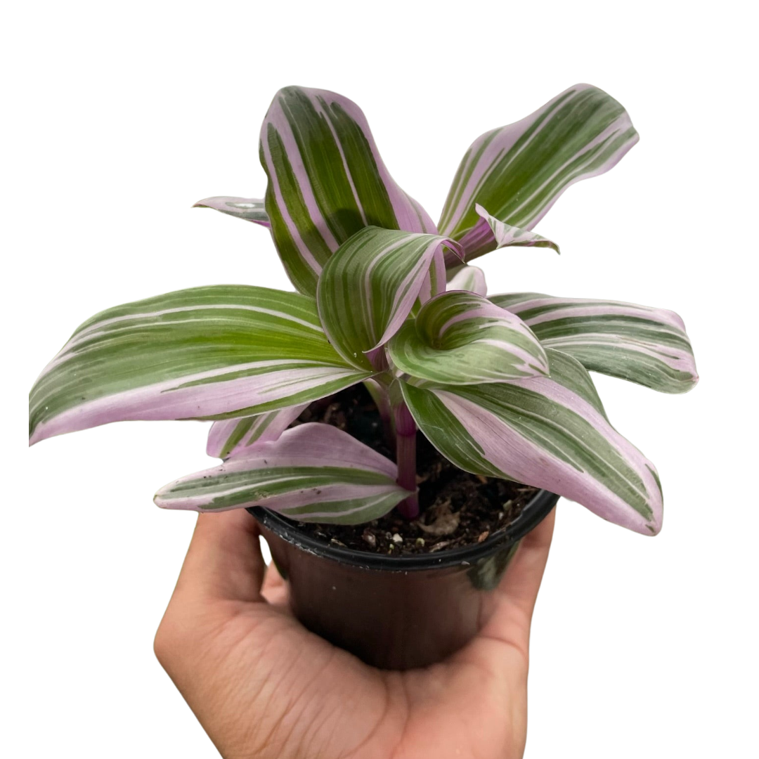 Tradescantia Nanouk Wandering Jew Live Plant Multiple Sizes Available