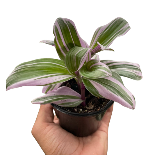 Tradescantia Nanouk Wandering Jew Live Plant Multiple Sizes Available