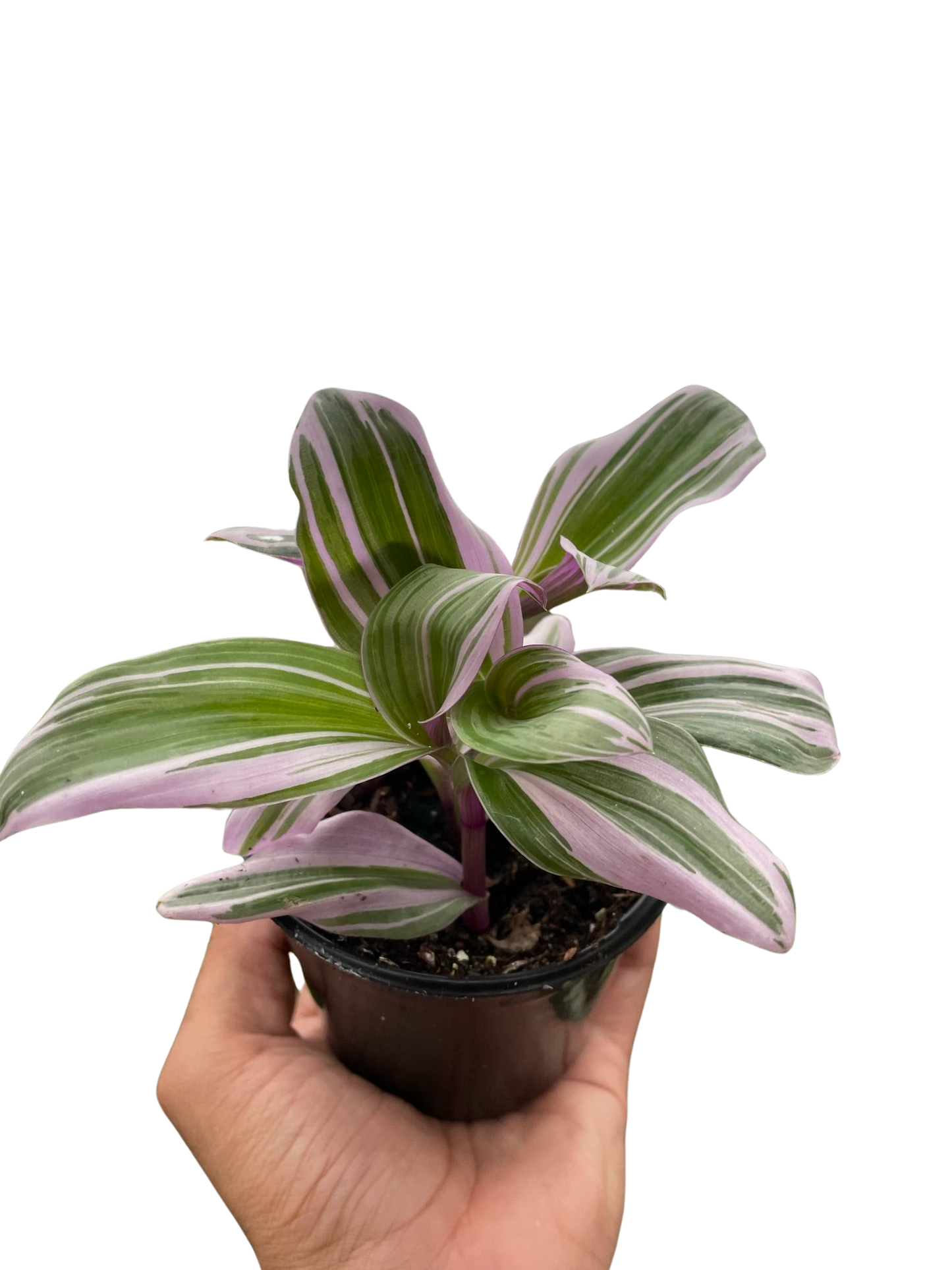 Tradescantia Nanouk Wandering Jew Live Plant Multiple Sizes Available