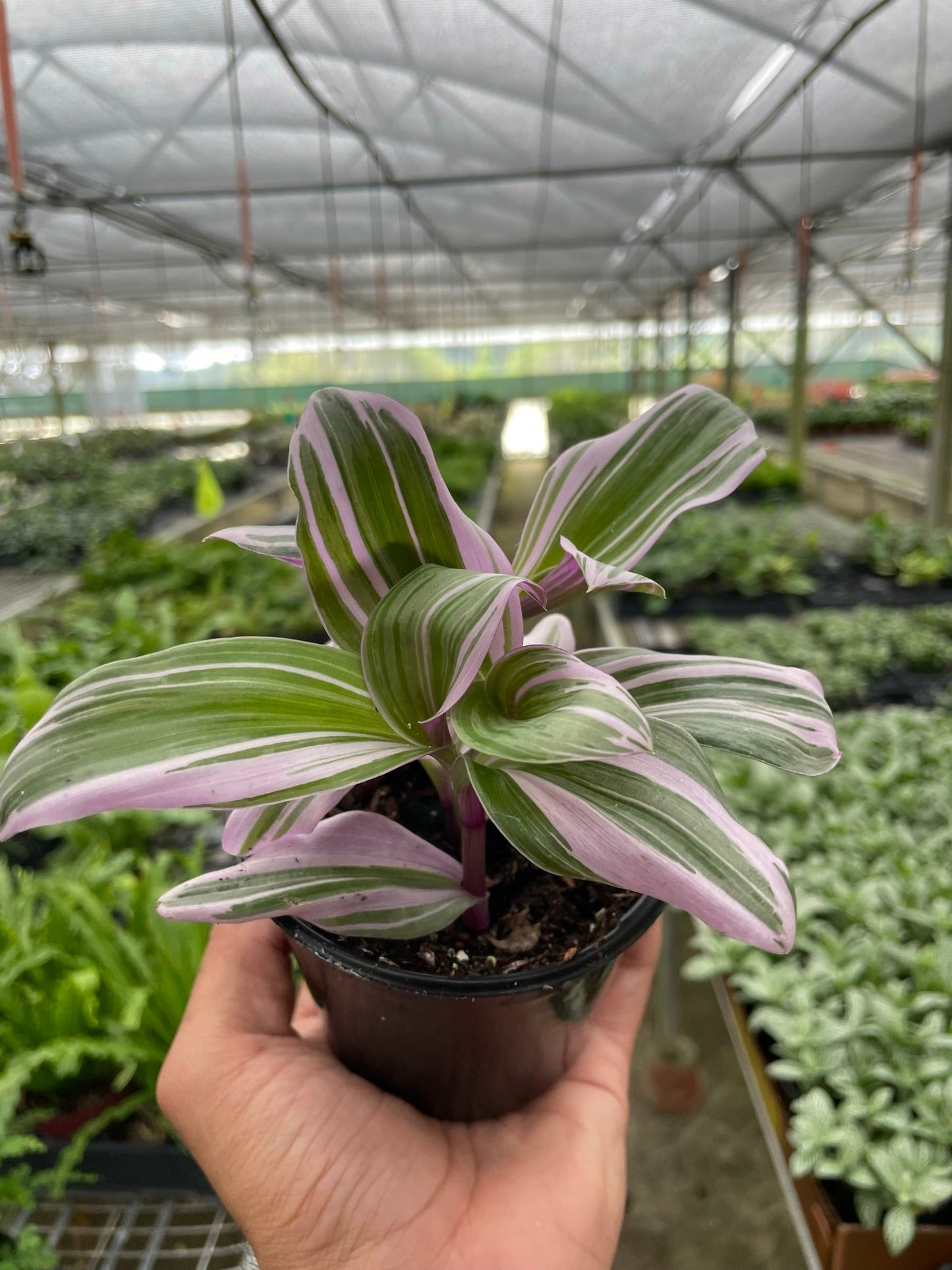 Tradescantia Nanouk Wandering Jew Live Plant Multiple Sizes Available