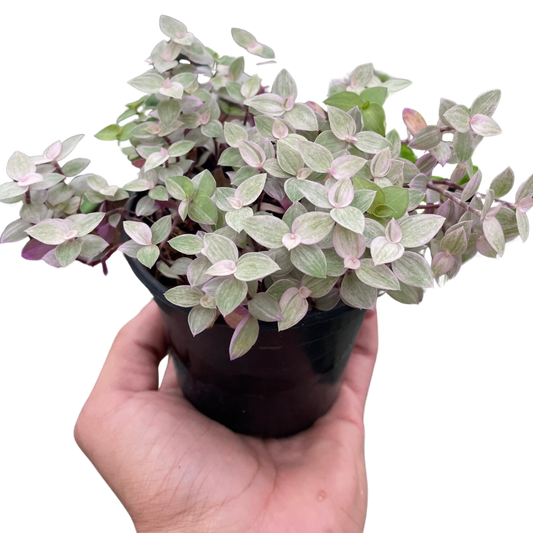 Tradescantia Callisia Pink Panther Wandering Jew Live Plant Multiple Sizes Available