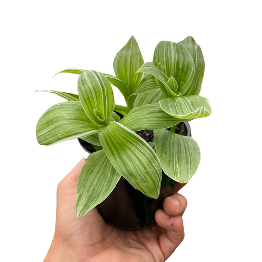 Tradescantia Sanna Wandering Jew 4" Pot Live Plant