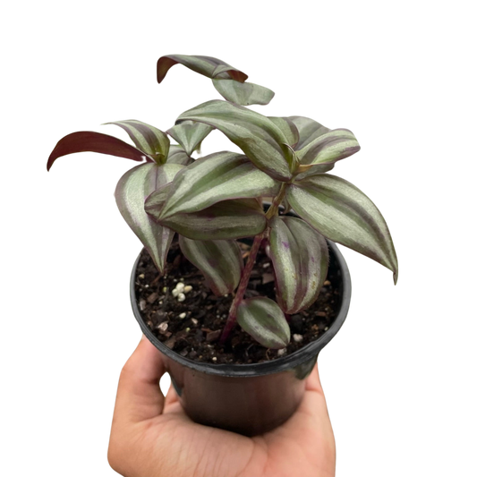 Tradescantia Zebrina Wandering Jew 4" Pot Live Plant