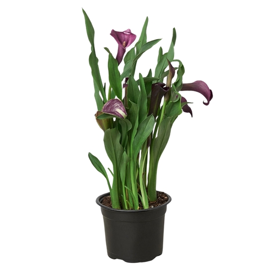 Calla Lily Zantedeschia Dark Purple, Pink, White Yellow available  Live Plant