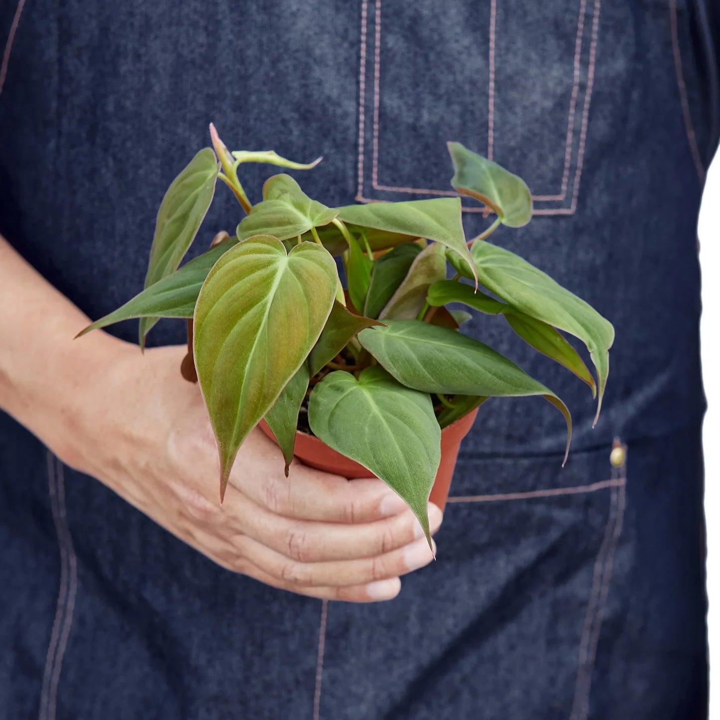 Philodendron Hederaceum Velvet Micans Heartleaf Live Plant Multiple Sizes Available