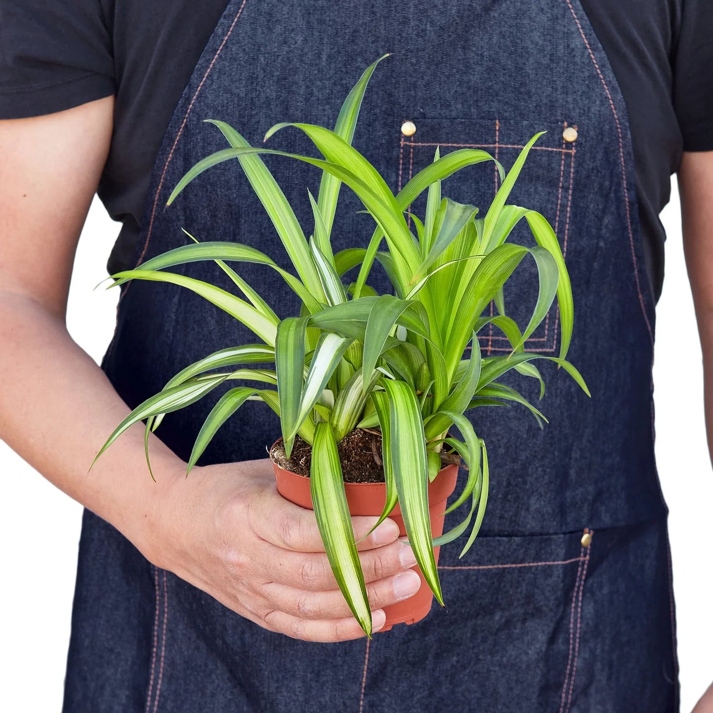 Spider Plant Hawaiian Chlorophytum comosum Live Plant Multiple SIzes Available