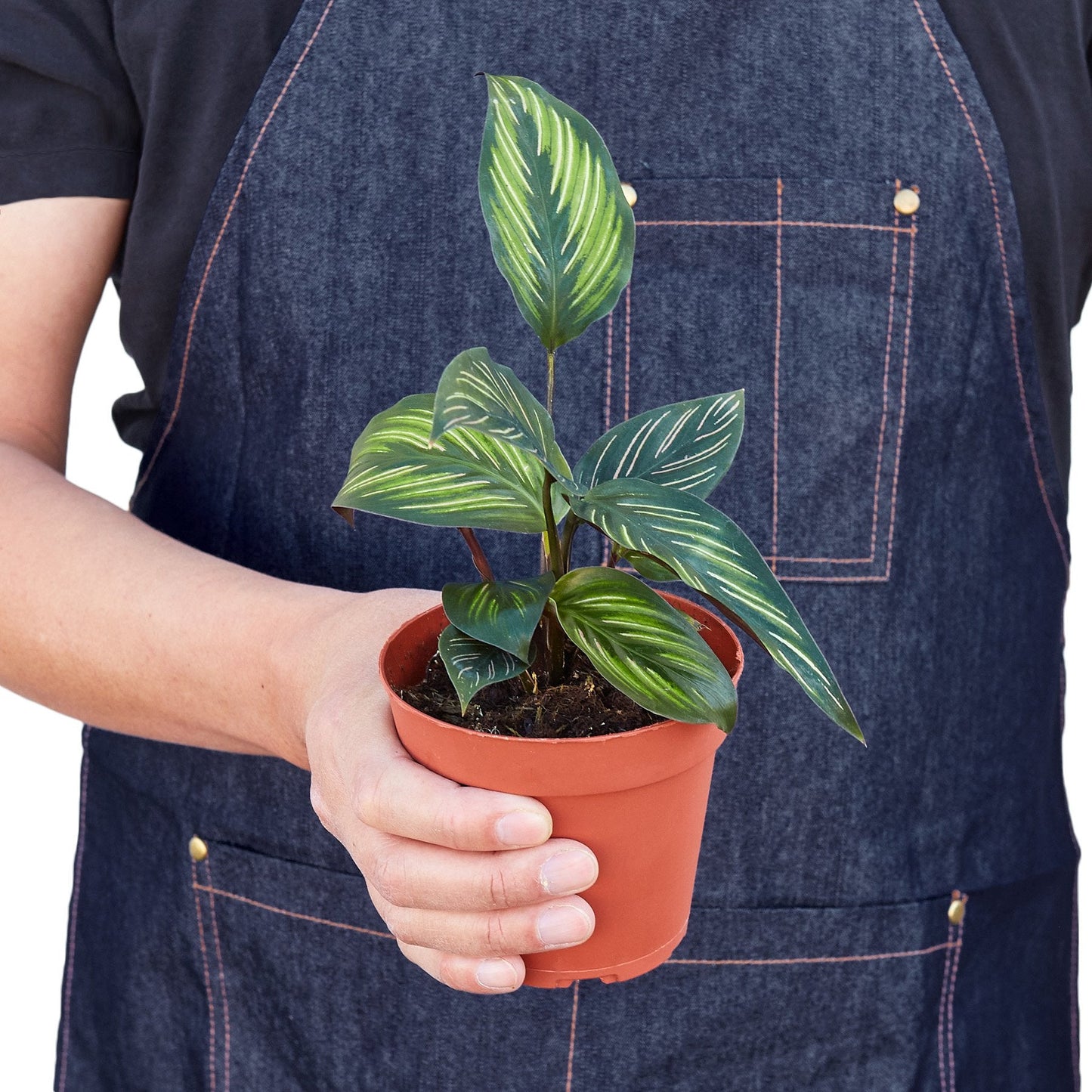 Calathea 'Beauty Star' Peacock Plant Live Plant