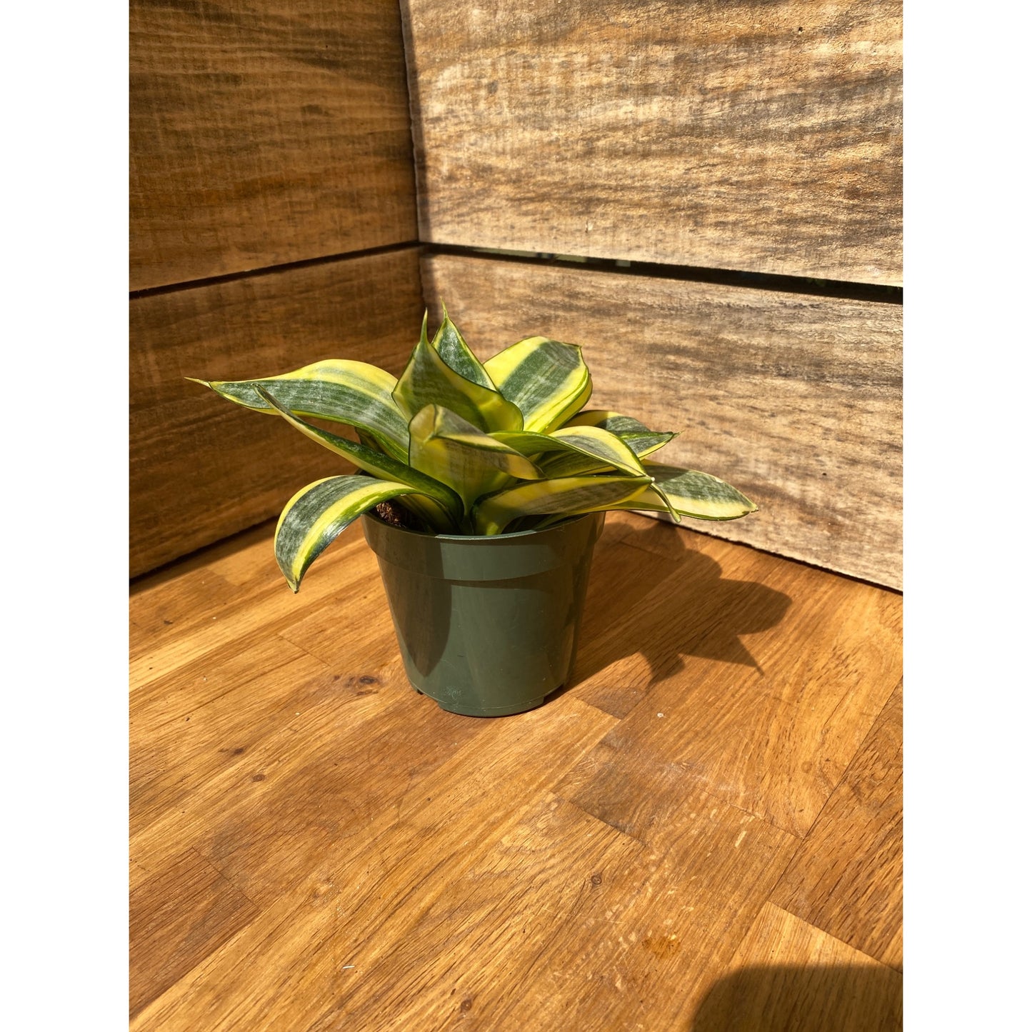 Snake Plant Sansevieria Golden Hahnii 4" Pot Live Plant