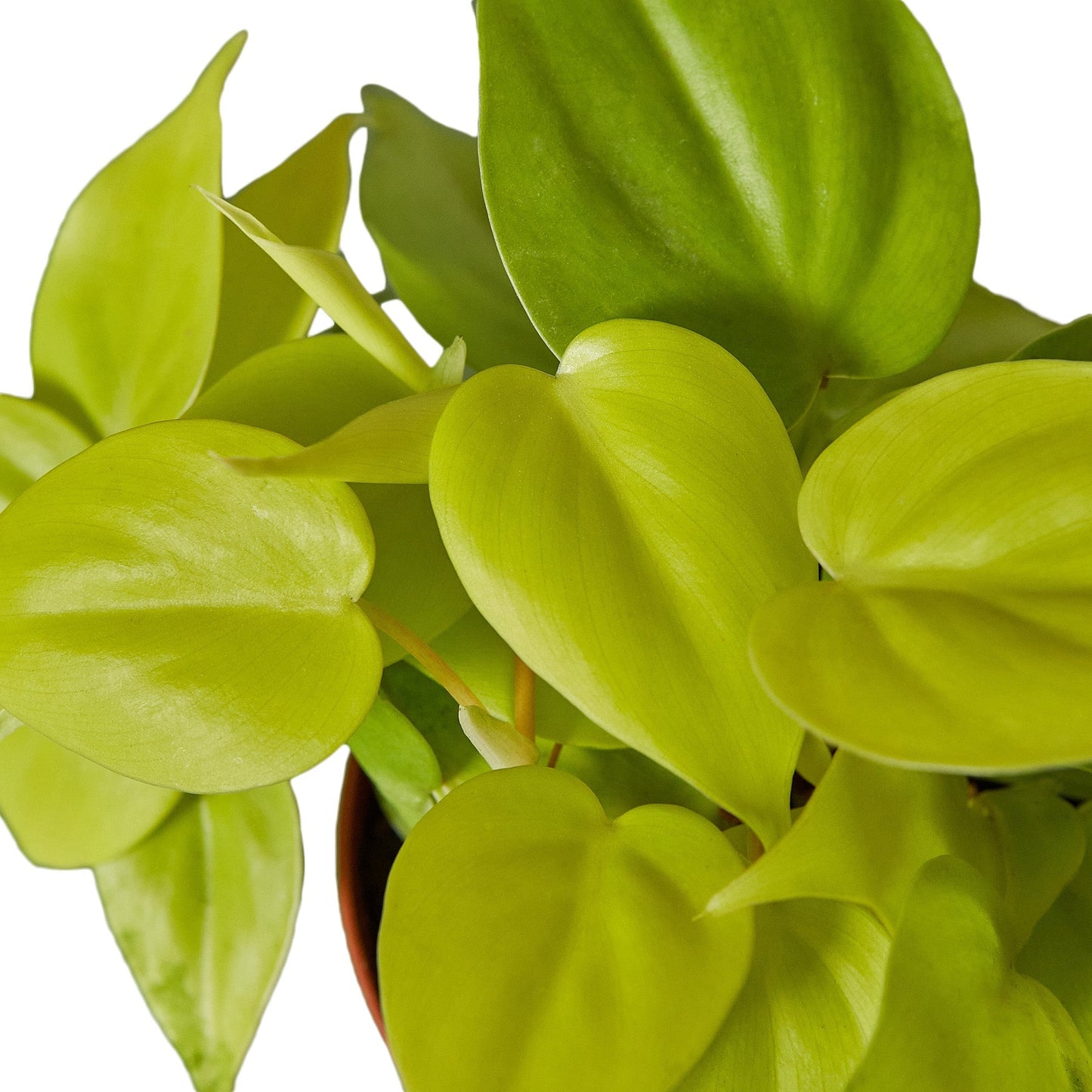 Philodendron Cordatum Neon Live Plant Multiple Sizes Available