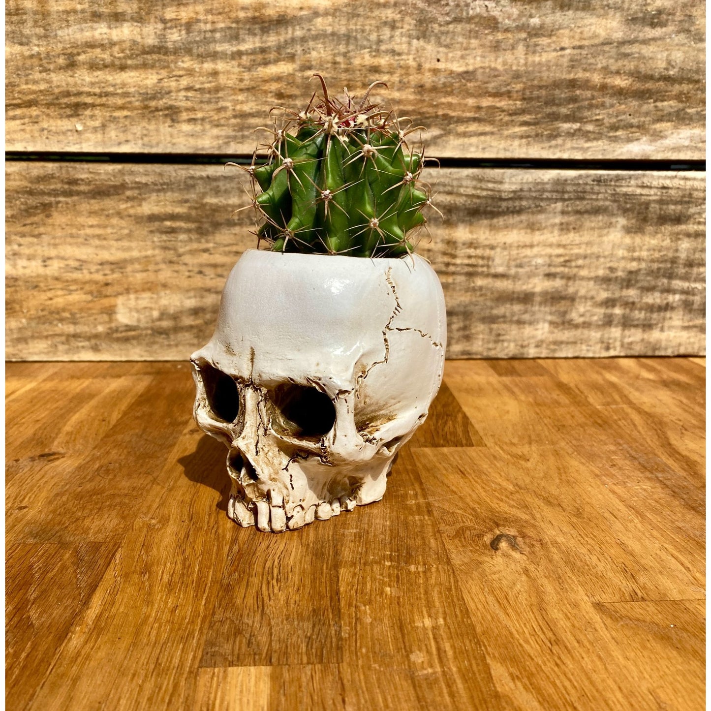 Skull Planter Medium Size with Devil's Tongue Cactus Ferocactus latispinus Live Plant