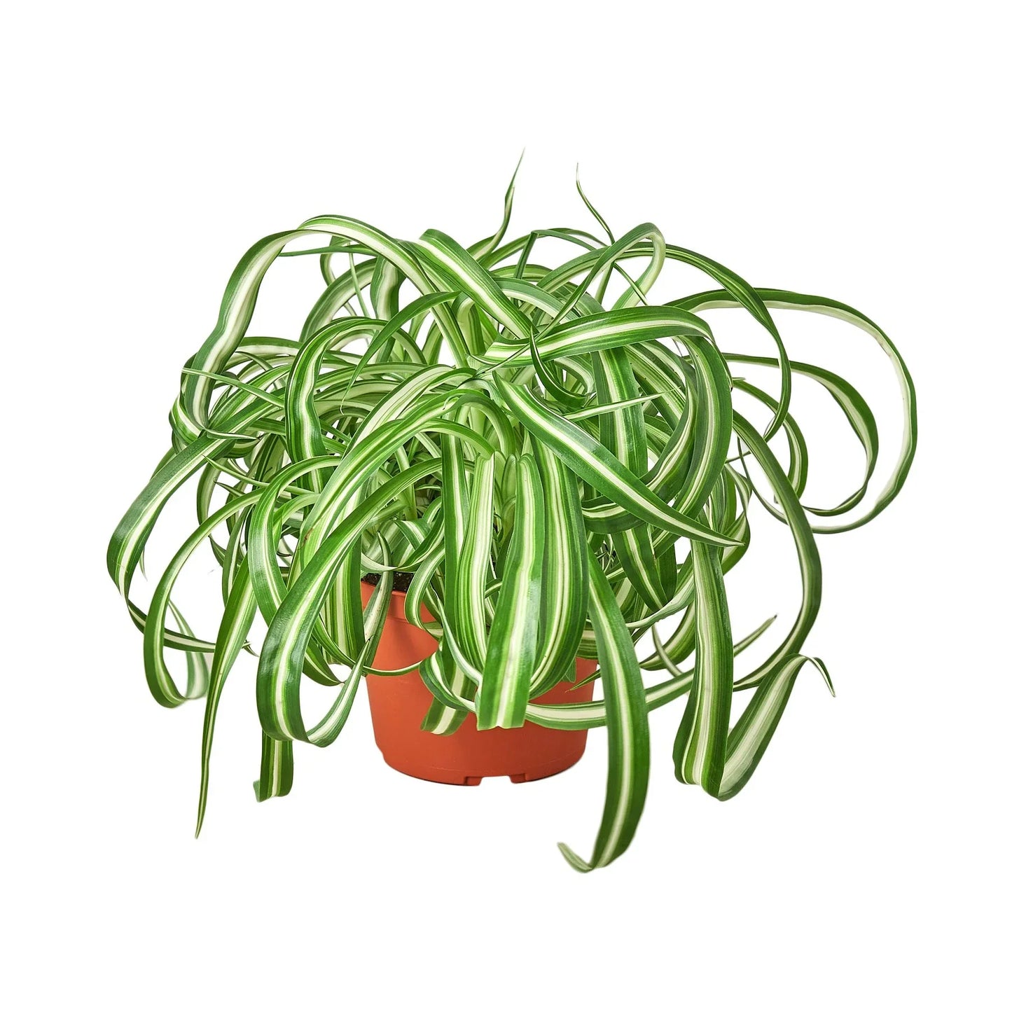 Spider Plant Bonnie Chlorophytum comosum Live Plant Multiple Sizes Available