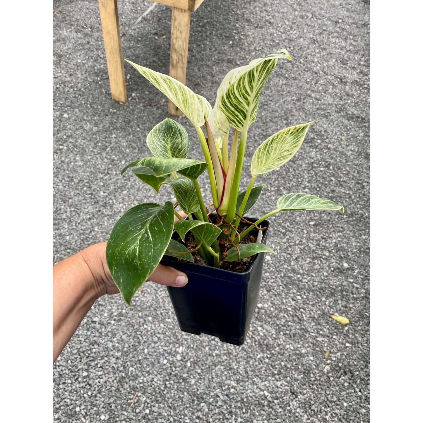 Philodendron Birkin 4 Inch Tall Pot Live Plant Variegated Houseplant
