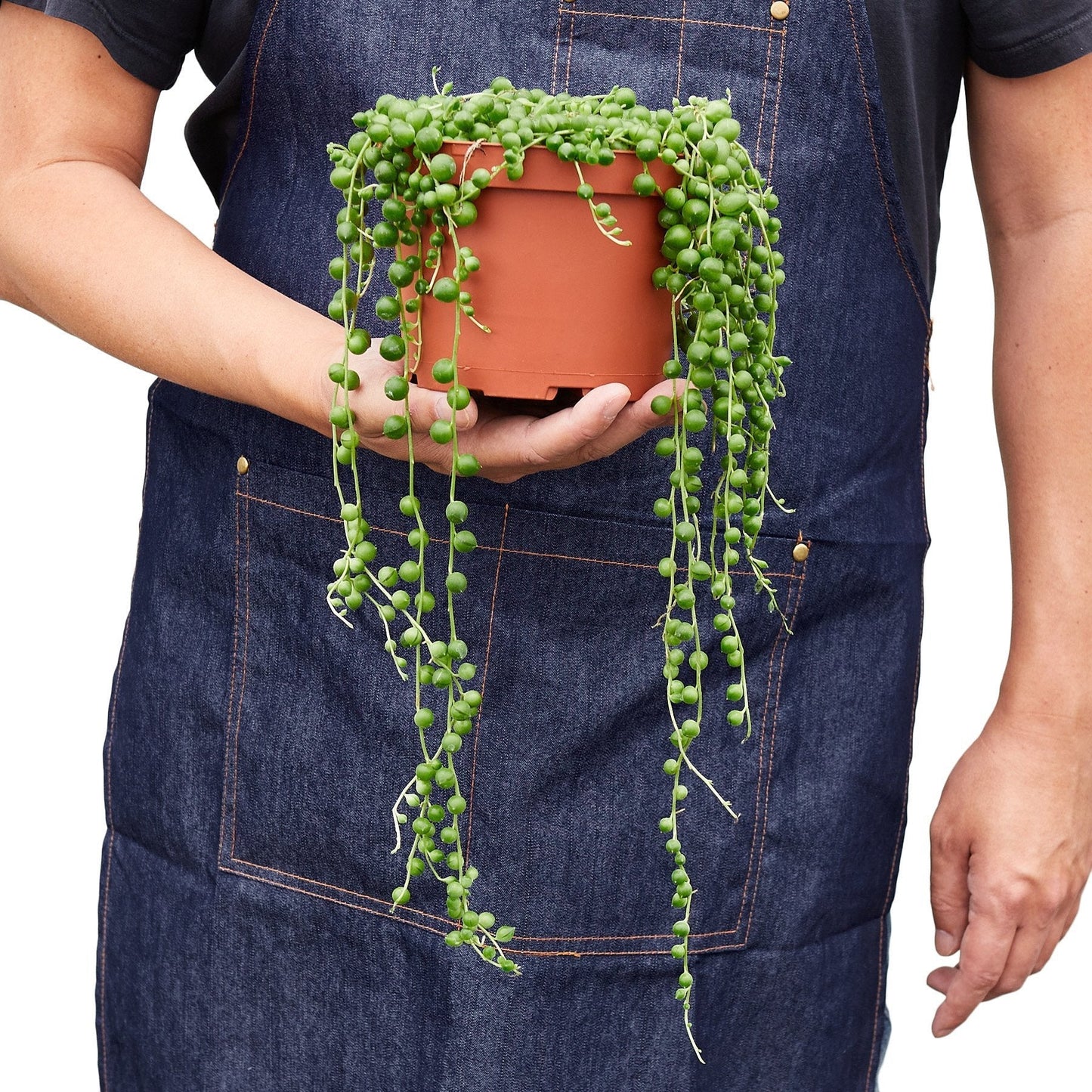 Succulent String of Pearls Senecio rowleyanus Live Plant Multiple Sizes Available