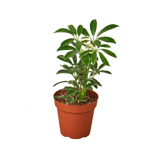 Schefflera Moonlight Dwarf Umbrella Plant Variegated Live Plant Multiple Sizes Available