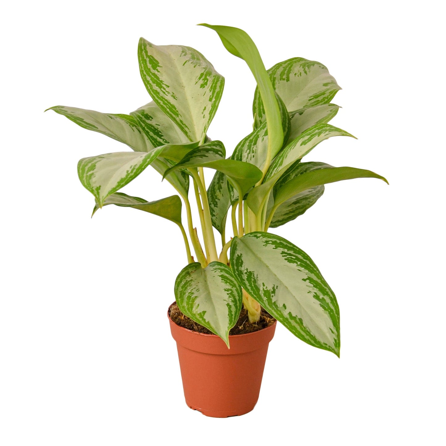 Aglaonema Silver Bay Chinese Evergreen Live Plant