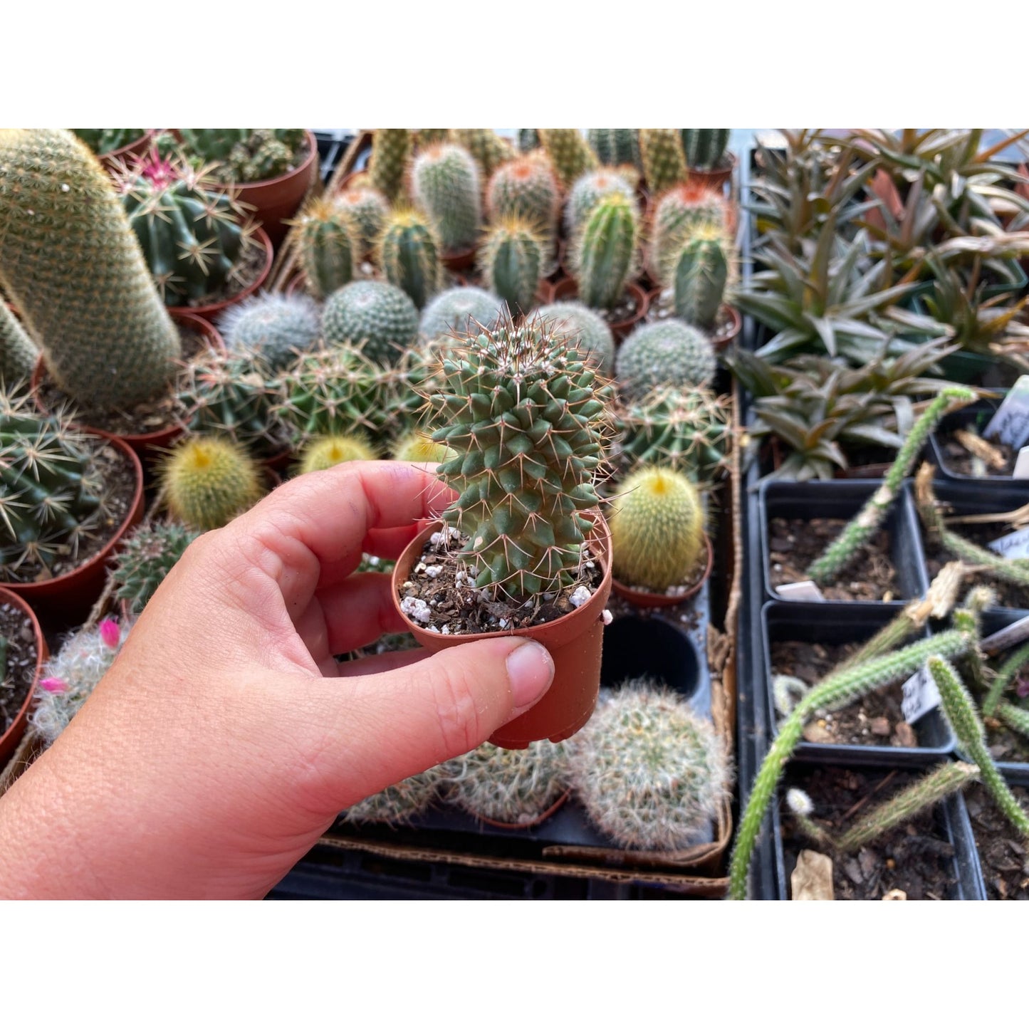 Cactus Toluca Mammillaria polythele 3" Pot Live Plant