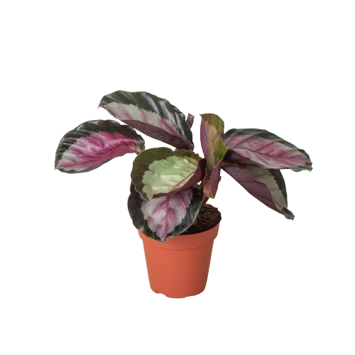 Calathea roseopicta 'Silvia' Peacock Plant 4" Pot Live Plant