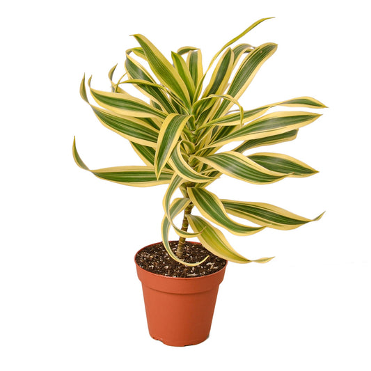 Dracaena Song of India Dragon Tree Live Plant Multiple Sizes Available