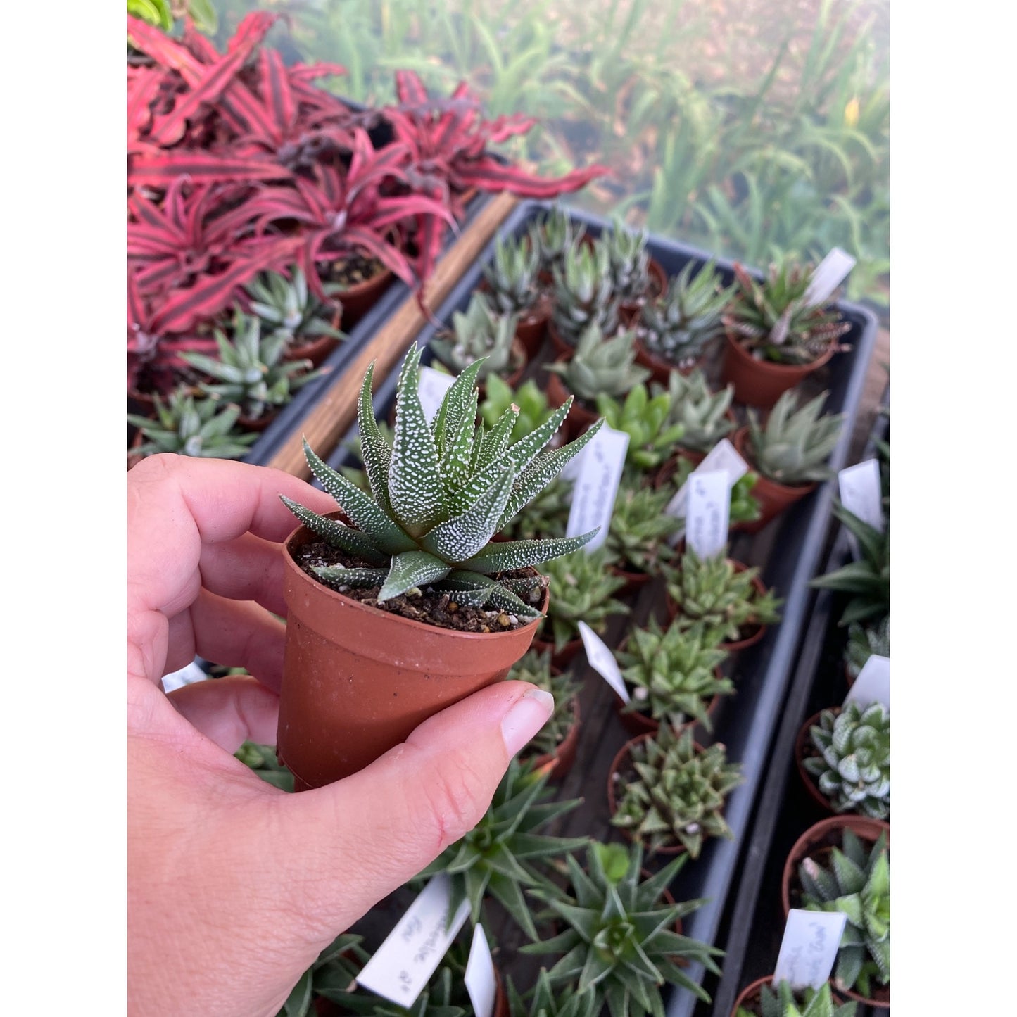 Succulent Haworthia fasciata Cape Town 2" Pot Live Plant