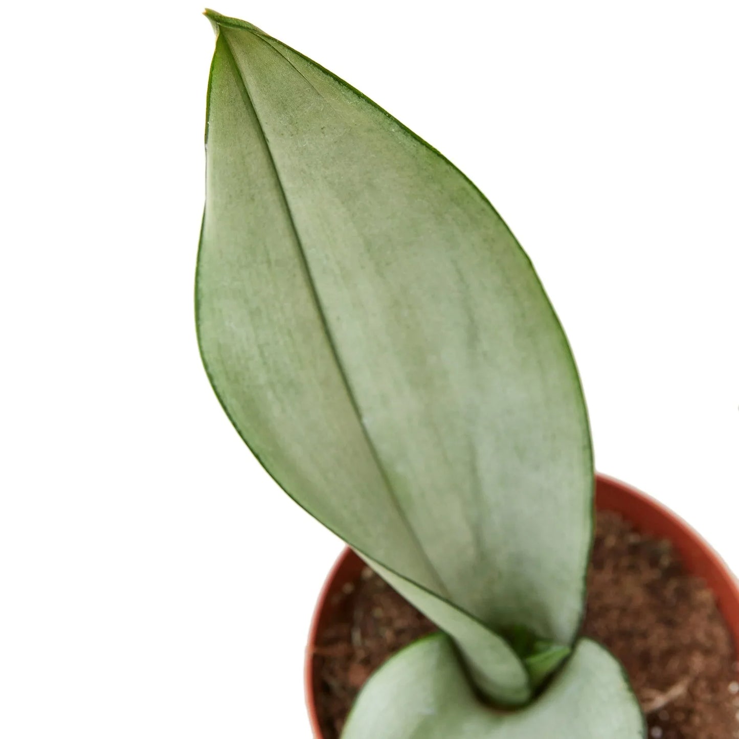 Sansevieria Moonshine Snake Plant Live Plant Multiple Sizes Available