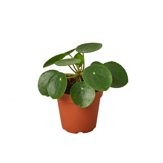 Pilea Peperomioides Chinese Money Live Plant Multiple Sizes Available