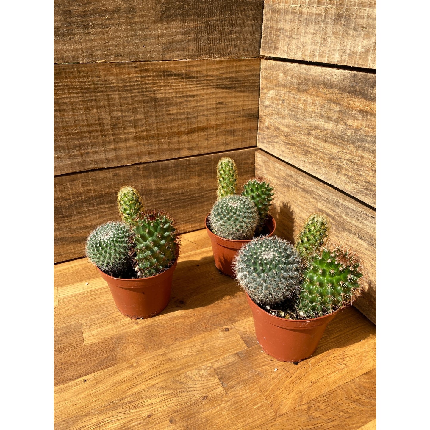 Cacti Cactus Combo #1 Three Cactus per 4" Pot Live Plants