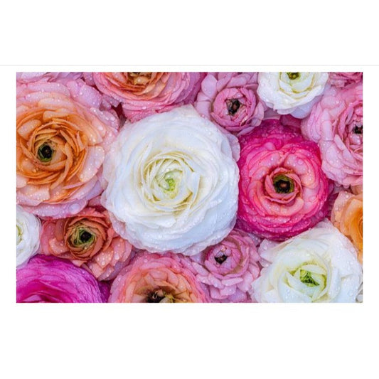 Ranunculus Tecolote Pastel Mix Persian Buttercup 10 Jumbo  Corms