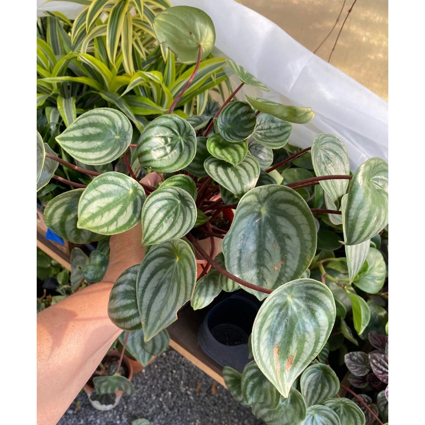 Peperomia Argyreia Watermelon Baby Rubberplant 4 Inch Pot Live Plant