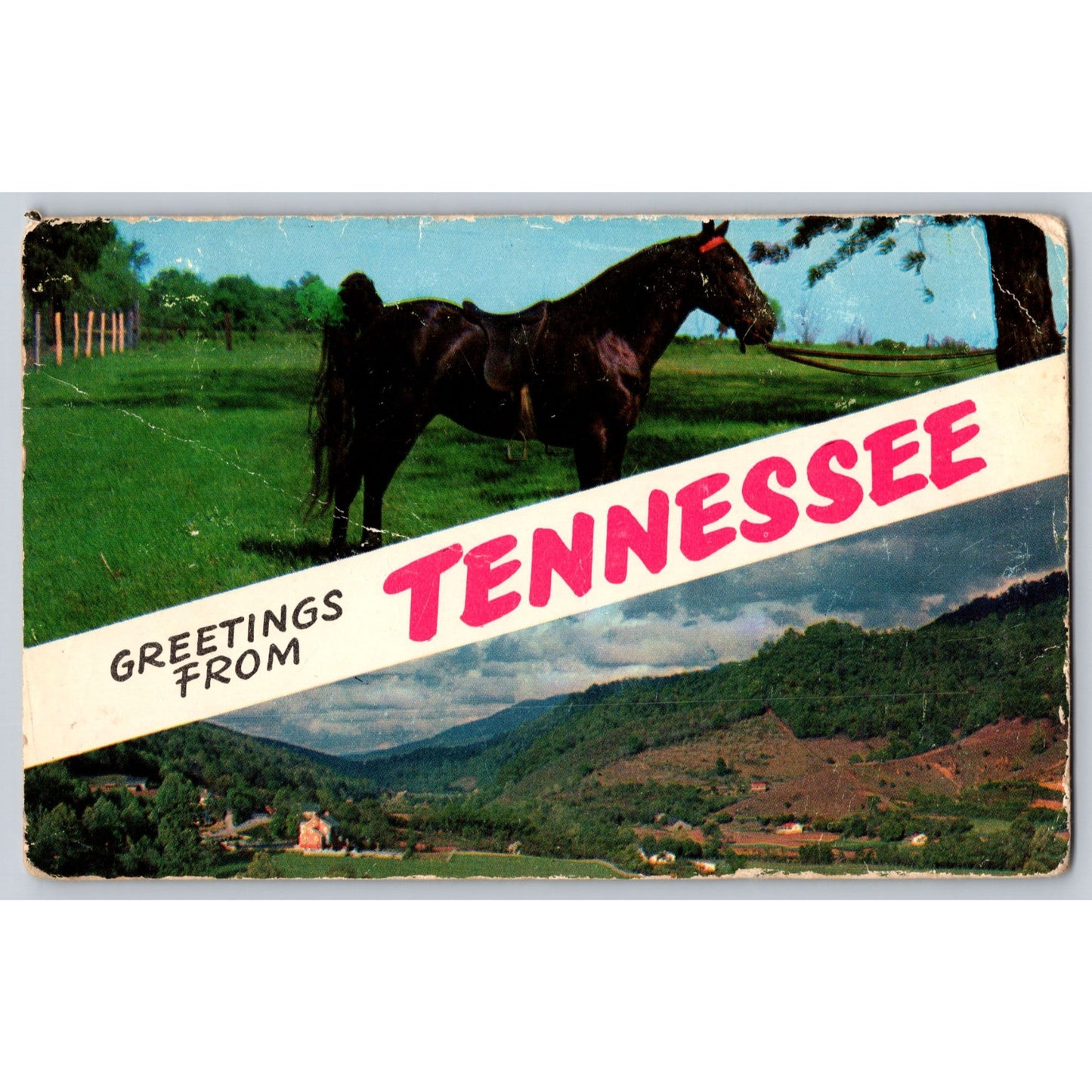 TN Tennessee Greetings From Walking Horse Scenic View Chrome Postcard Used