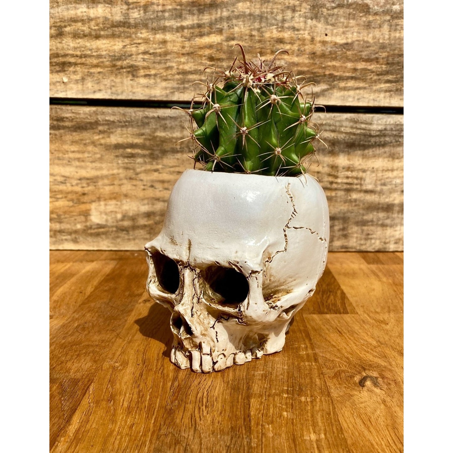 Skull Planter Medium Size with Devil's Tongue Cactus Ferocactus latispinus Live Plant