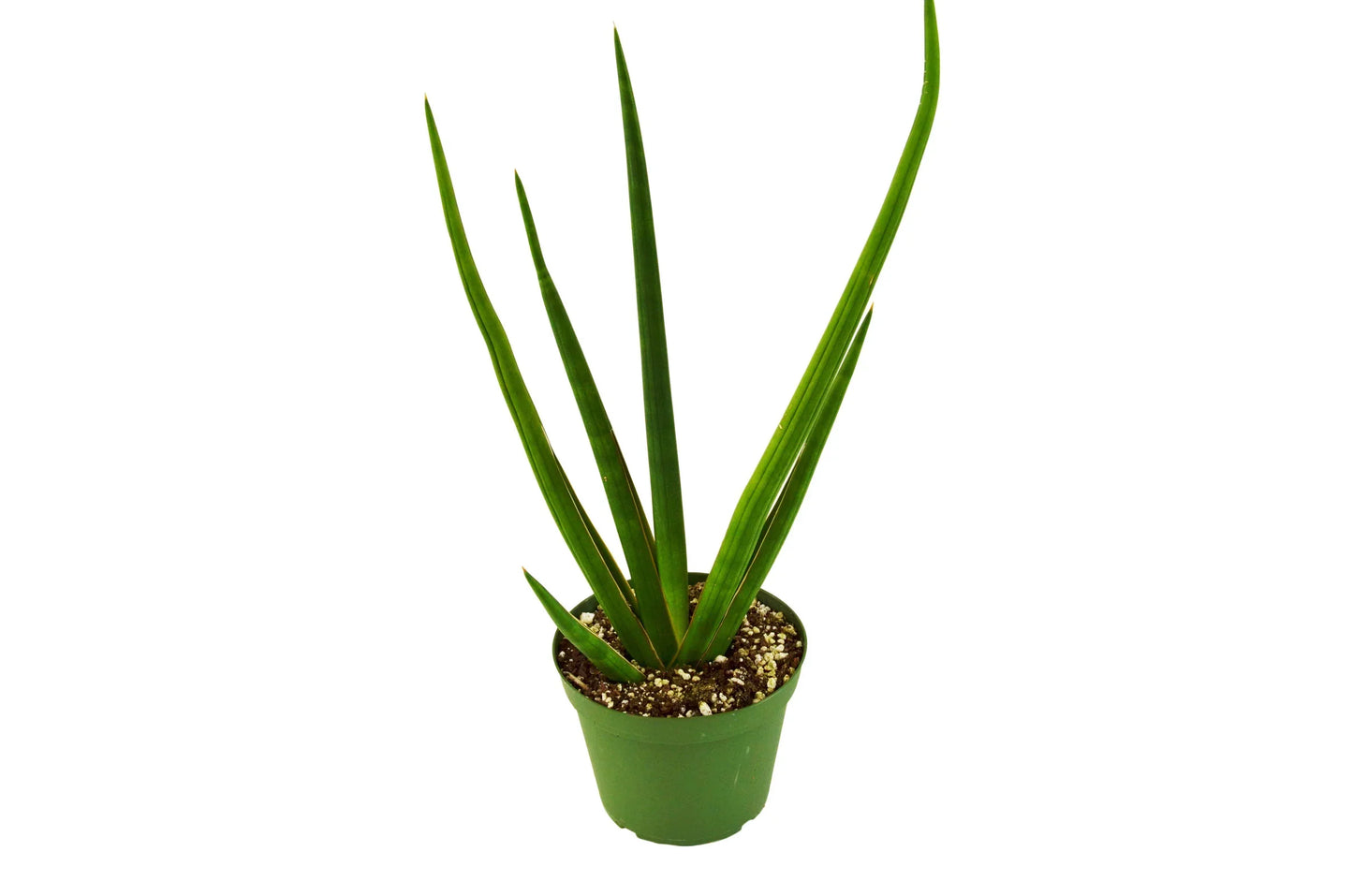 Sansevieria Cylindrica Snake Plant Live Plant Multiple Sizes Available