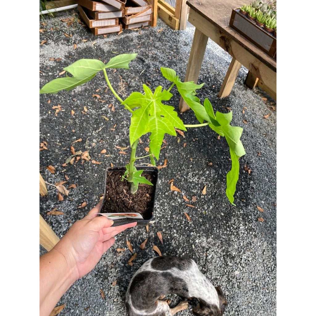 Patio Fruit Dwarf Red Lady Papaya Tree 4" Pot Live Plant