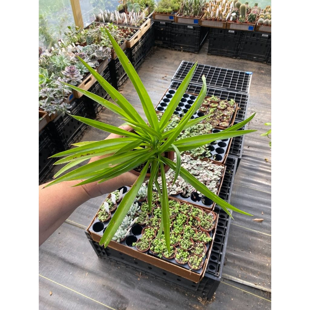 Spider Plant Airplane Plant Chlorophytum Comosum Solid Green 4" Pot Live Plant