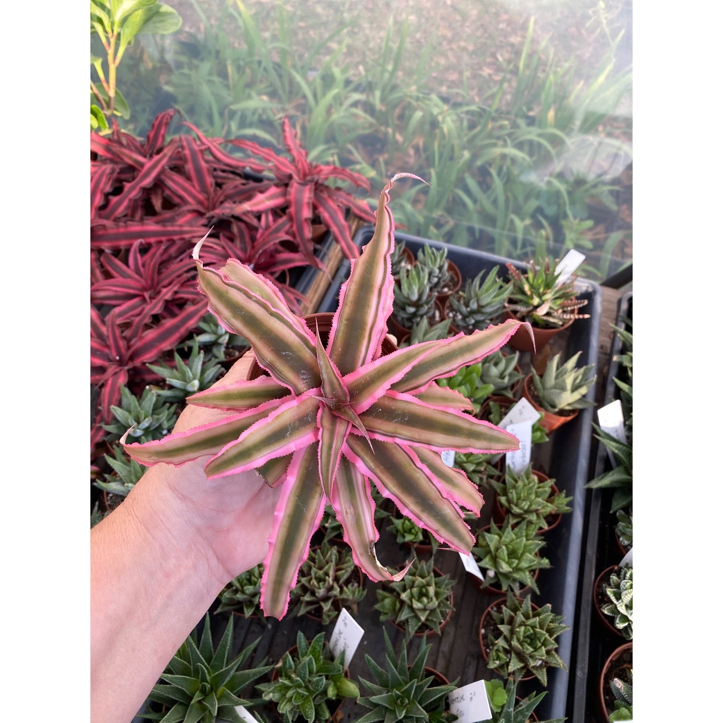 Earth Star Bromeliad or Cryptanthus Bivittatus Pink Starlite 3" Pot Live Plant