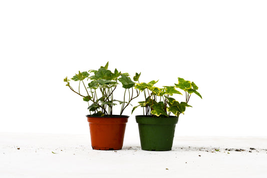 English Ivy Two Plant Variety Pack 4" Pot Live Plants