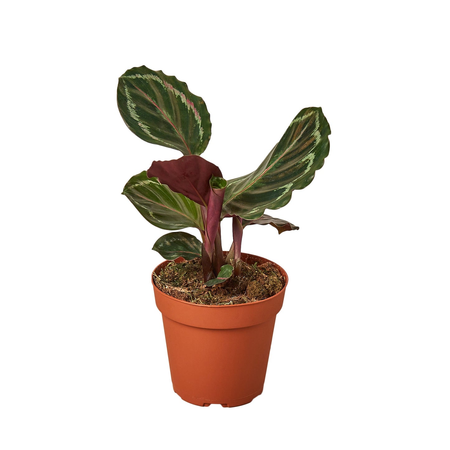 Calathea Roseopicta 'Medallion' Peacock Plant Live Plant