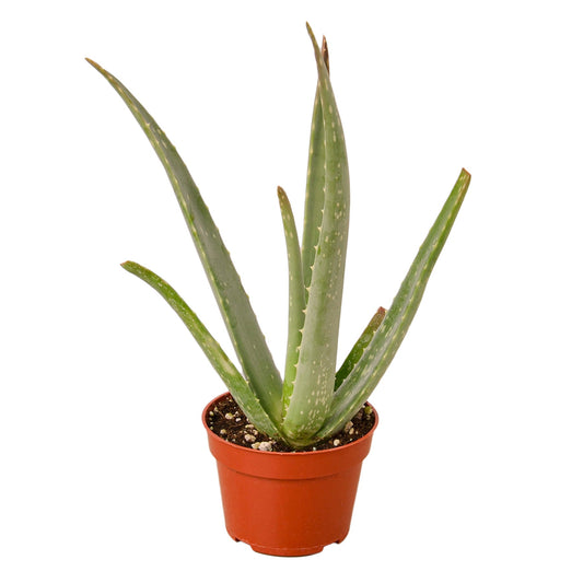 Aloe Vera First Aid Plant Burn Aloe Barbadensis Mill Live Plant