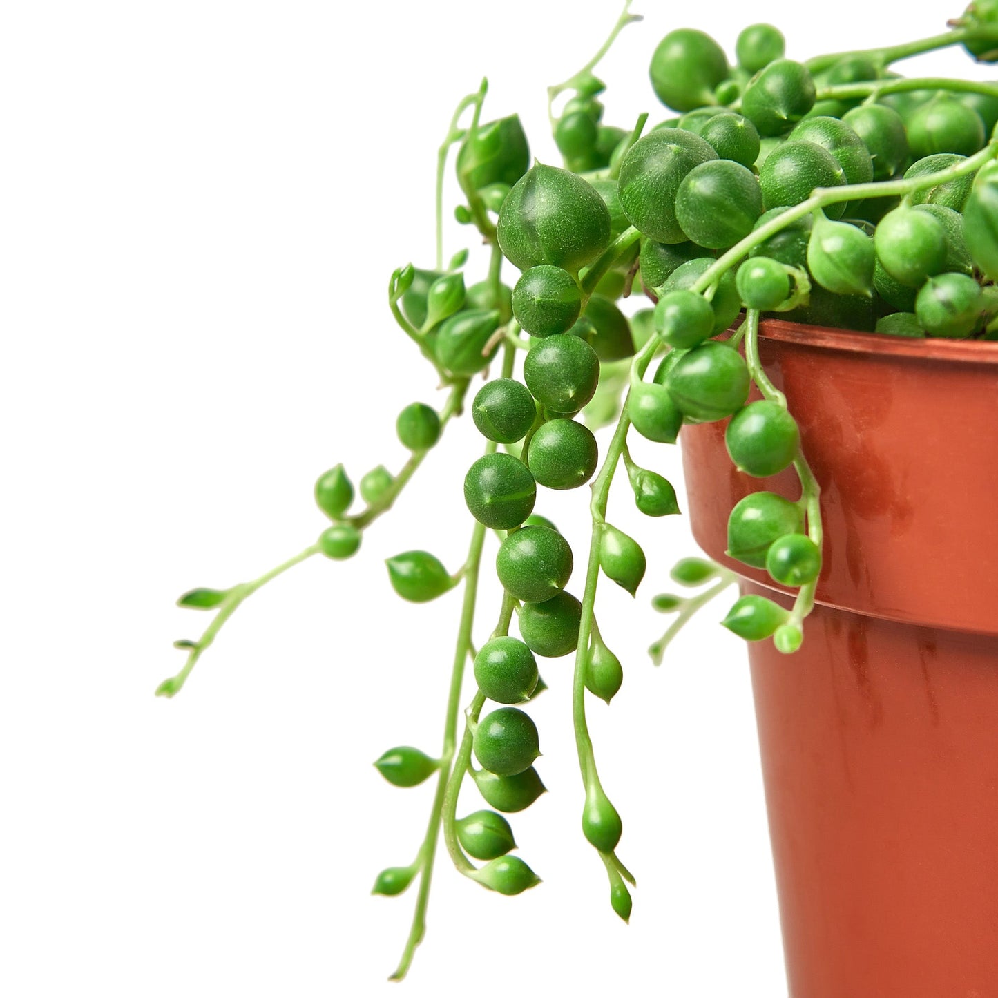 Succulent String of Pearls Senecio rowleyanus Live Plant Multiple Sizes Available