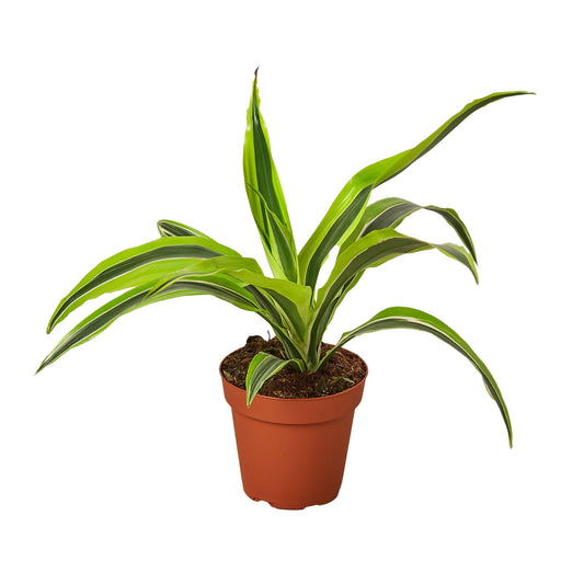 Dracaena Deremensis Lemon Lime Dragon Tree Live Plant