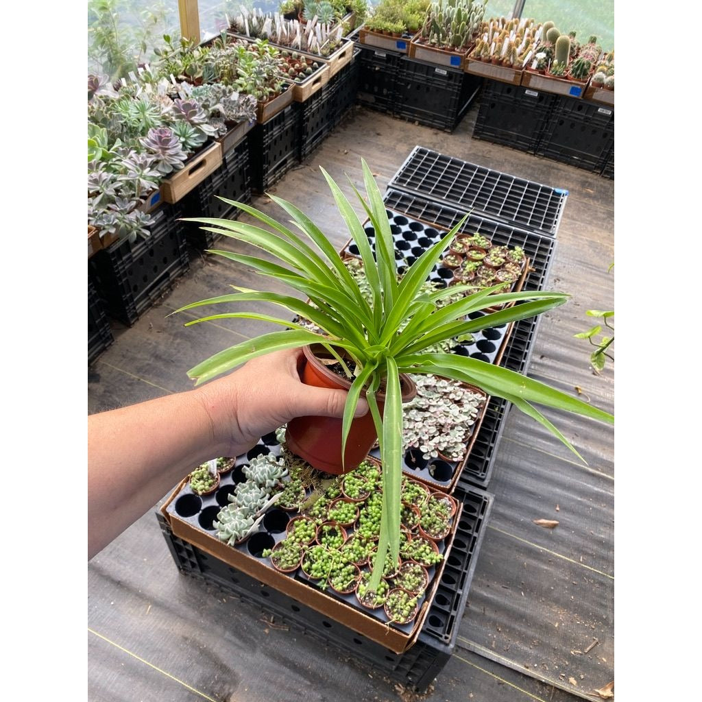 Spider Plant Airplane Plant Chlorophytum Comosum Solid Green 4" Pot Live Plant