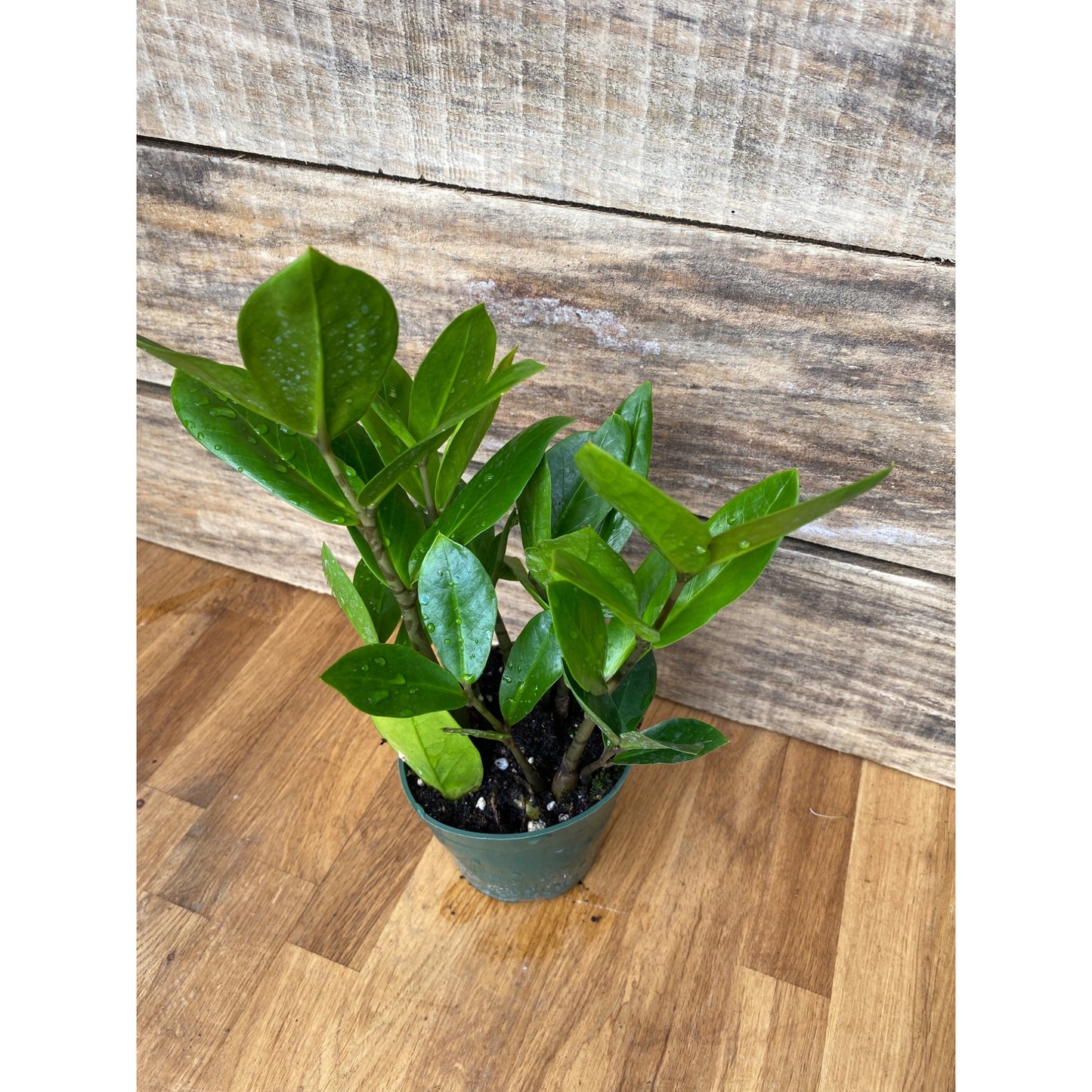 ZZ Plant Zamioculcas Zamiifolia 4 Inch Pot Live Plant