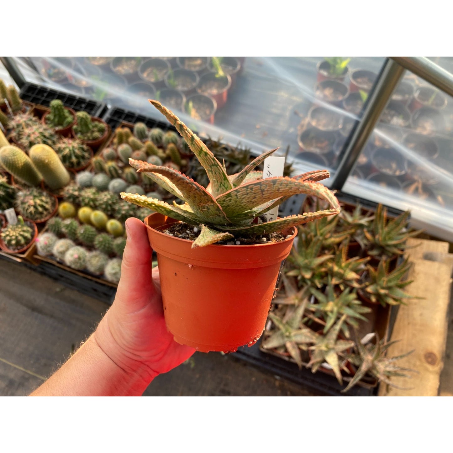 Aloe Hybrid Pink Blush 4" Pot Live Plant